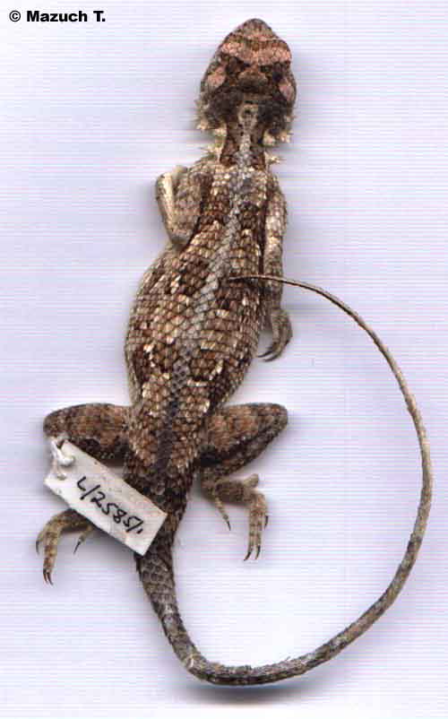 Agama persimilis