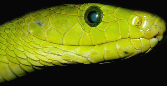 Dendroaspis angusticeps - Mamba zkohlav z Tanznie v Africe