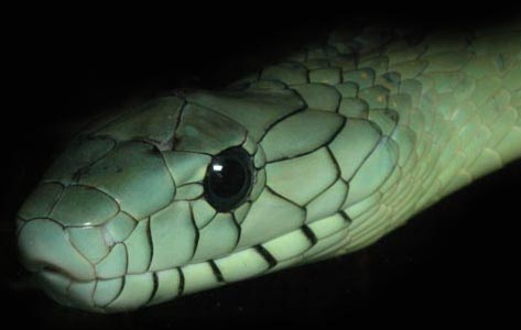 Dendroaspis viridis - Mamba zelen z Ghany v Africe