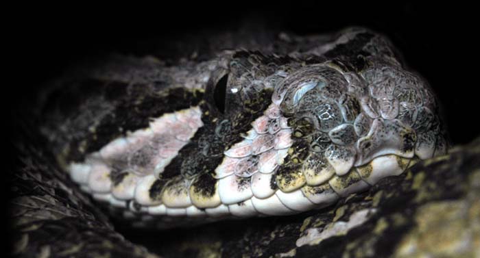 Zmije ton (Bitis arietans) z Maroka - izolovan populace v severn Africe.