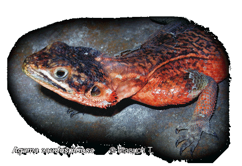 Agama caudospinosa