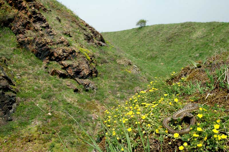 Coronella austriaca in your own habitat (Lichnice castle, spring 2006)