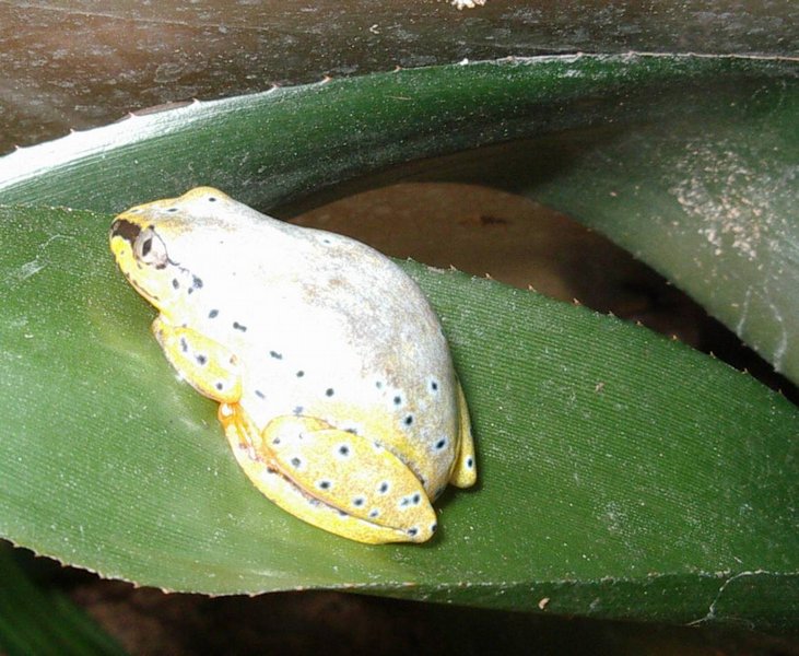 heterixalus_madagascariensis_e.jpg