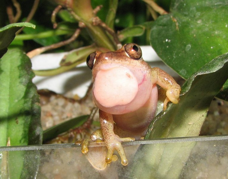 heterixalus_madagascariensis_samec4.jpg